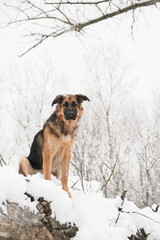 cute German shepherd dog walking in snowy forest