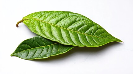 Obraz premium green cocoa leaf isolated on white