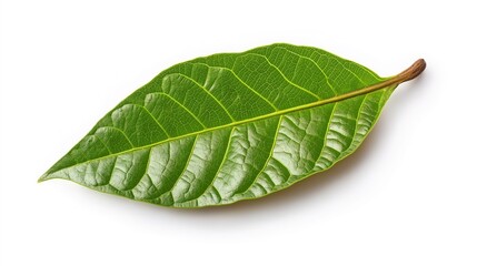 green cocoa leaf isolated on white