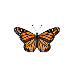 Monarch Butterfly Wingspan: A stunning Monarch Butterfly, a symbol of transformation and beauty, showcases its vibrant orange and black patterned wings in an isolated pose.