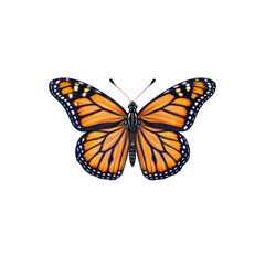 Fototapeta premium Monarch Butterfly Illustration: A delicate and intricate illustration of a monarch butterfly, showcasing its vibrant orange and black wings with intricate patterns, a symbol of beauty, metamorphosis.