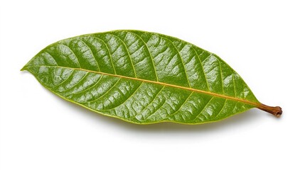 Fototapeta premium green cocoa leaf isolated on white