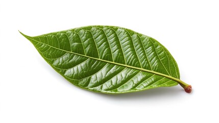 Fototapeta premium green cocoa leaf isolated on white