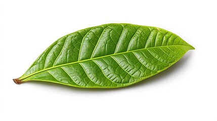 Obraz premium green cocoa leaf isolated on white