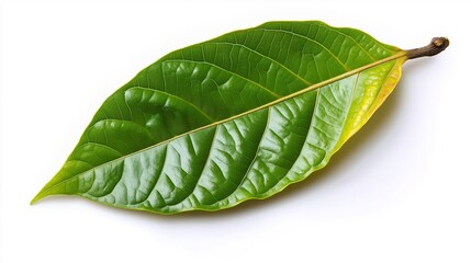 Obraz premium green cocoa leaf isolated on white