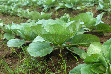 Green cabbage plant more than one month old, Growing in farmland