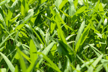 Water spinach plant (Ipomoea Aquatica) on agricultural land. green kale plant texture background