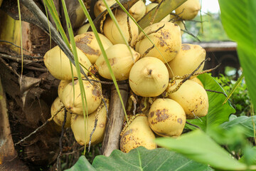 fresh coconuts on the tree (Cocos nucifera)