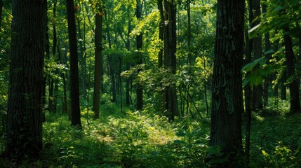 Fototapeta premium Sunlit Forest Path, Lush Green Canopy, Nature Background, Hiking