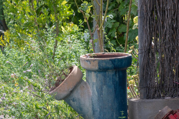Obraz premium plant in garden