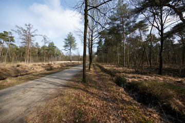 Beautiful forest pathway surrounded by trees with dried leaves under clear blue sky in early spring