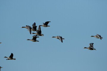Flock of geese flying in a clear blue sky over a tranquil landscape during daylight