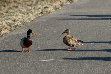 Ducks standing on a paved path in a natural setting during the day in early spring
