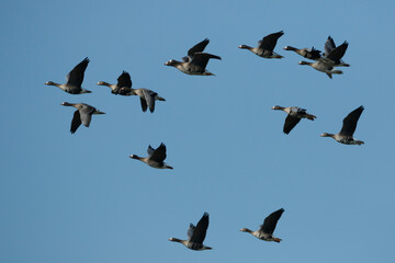 Flock of migrating birds soaring across a clear blue sky during the late afternoon in autumn