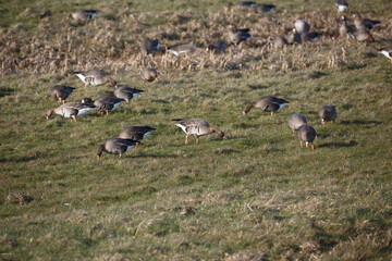 Flocks of ducks foraging on lush green grass in a serene natural habitat during golden hour