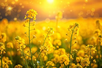 Fototapeta premium Stunning Bokeh Photography of Vibrant Yellow Mustard Flowers in a Field