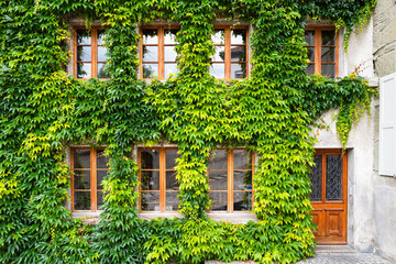 Ivy-covered building with wooden windows in Fribourg, Switzerland