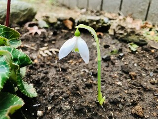 Snowdrop 