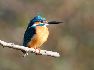 Beautiful blue Kingfisher bird, male Common Kingfisher (Alcedo atthis), sitting on a branch in sunny day with blurry natural background.