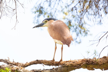 Nankeen night heron