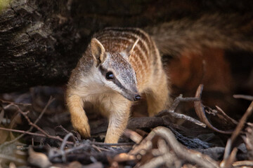 Numbat