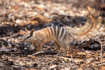 Numbat