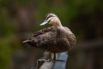Pacific black duck