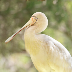 Yellow-billed Spoonbill