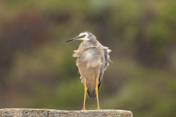 White-faced heron