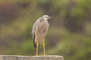 White-faced Heron