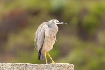 White-faced heron