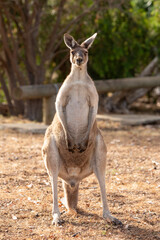 Male Kangaroo