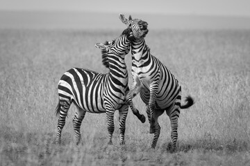 Obraz premium Mono plains zebra biting another jumping up