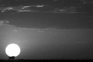 Mono blue wildebeest standing on dawn horizon