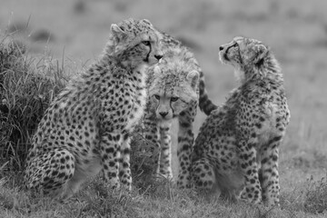 Mono cheetah cubs on grass in rain