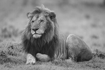 Mono one-eyed male lion lies on mound