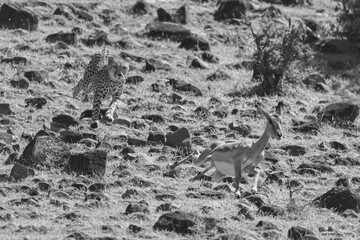 Mono female cheetah chasing impala over rocks