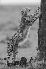 Mono cheetah cub stands leaning on tree