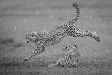 Mono cheetah cub jumps over another lying