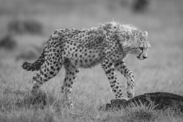 Mono cheetah cub steps onto dead log