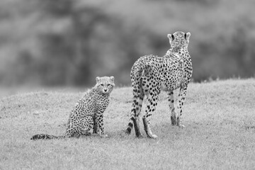 Mono cheetah cub on grass behind mother