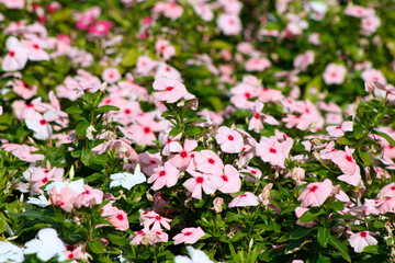 Fototapeta premium pink petunias flowers in a flowerbed