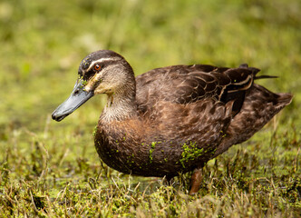 Pacific black duck