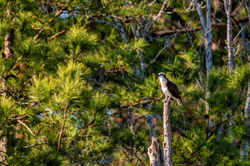 Osprey perched on tree