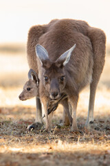 kangaroo and baby