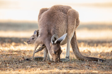 kangaroo and baby
