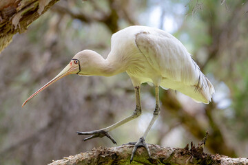 Yellow-billed Spoonbill