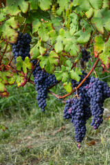Dolcetto grapes ripen on the vine amidst thick green leaves in an Italian vineyard. These grapes...