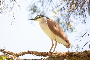 Nankeen night heron