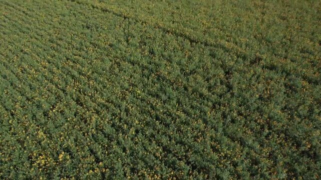 Field of Marigold. Campo de Cempasuchitl, flor que se usa en el dia de muertos en Mexico. Movimiento lateral mostrando el sembradio.